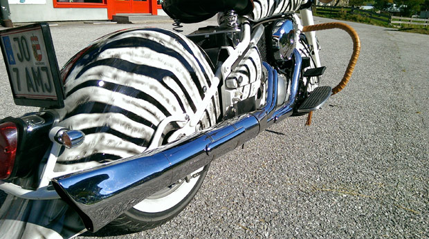The zebra design in the sun